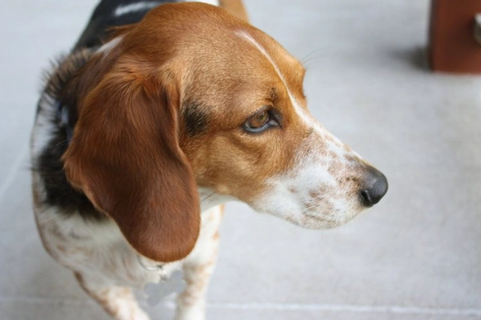 basset hound crossbreeds