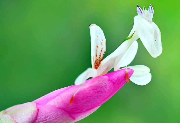 Hymenopus coronatus care