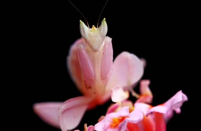 Hymenopus coronatus care