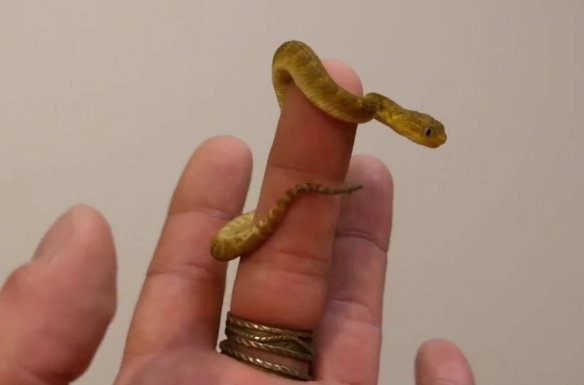 spiny bush viper bite