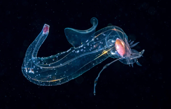 sea elephant marine snail