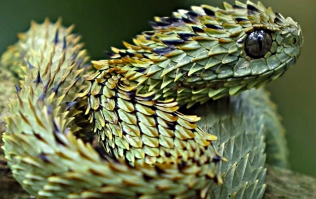 spiny bush viper venom