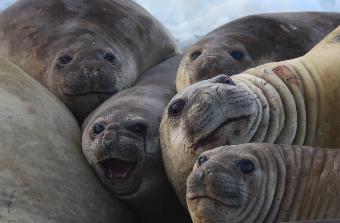elephant seal facts
