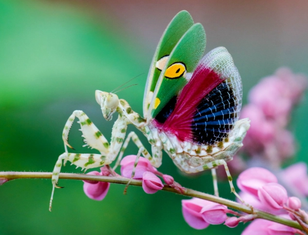 how rare are orchid mantis