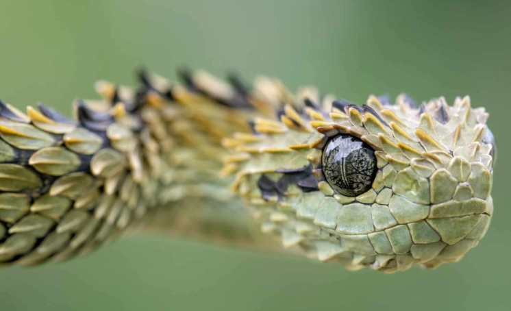 bush viper bite effects