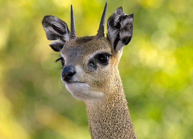 Klipspringer adaptations