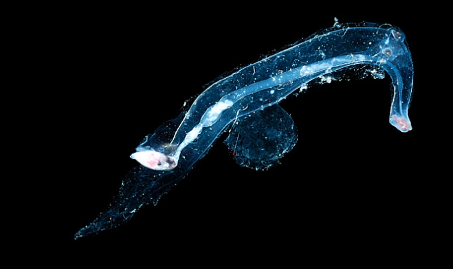 heteropod sea elephant