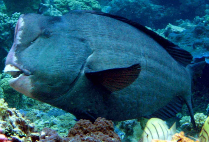 parrotfish bump