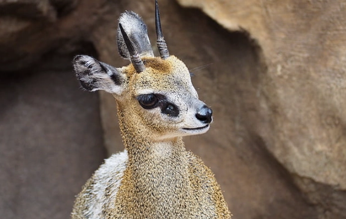Klipspringer vision