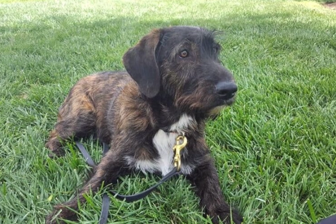 hypoallergenic basset hound mix