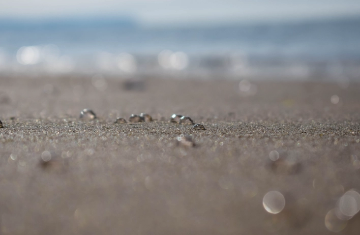 jellyfish eggs on beach