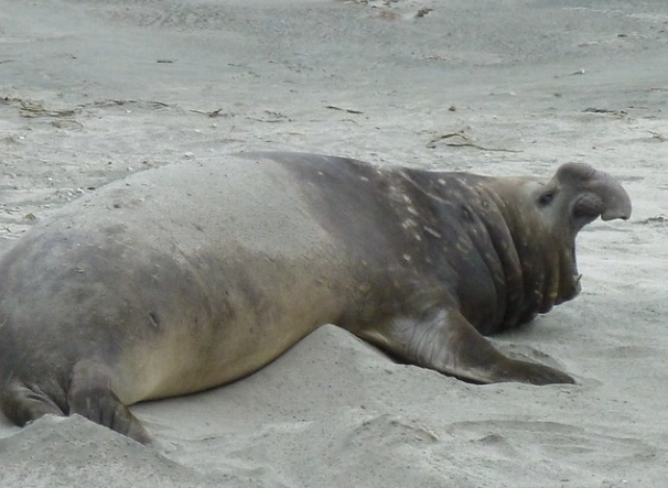 why are they called sea elephants