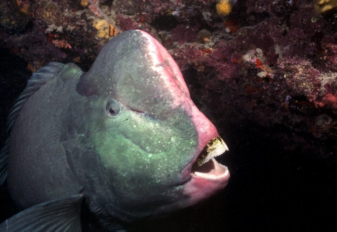 parrotfish bump