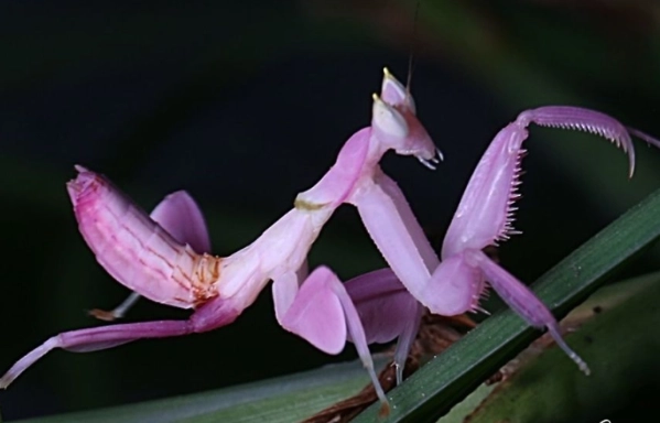 are orchid mantis rare