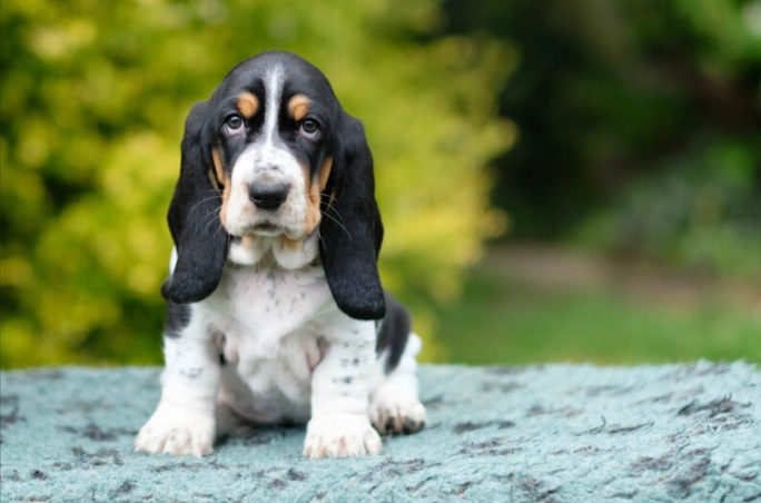 basset hound mixed breeds