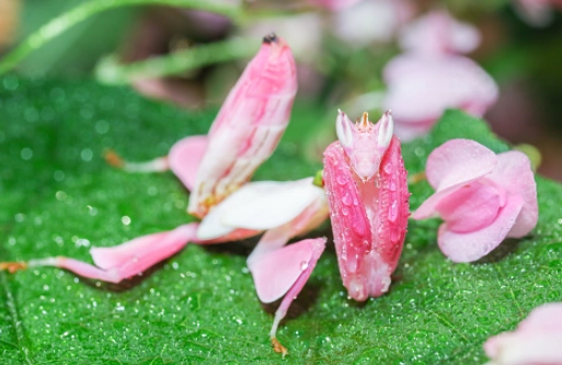 orchid mantis habitat