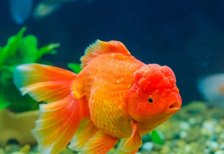 head bump on fish head bump on fish