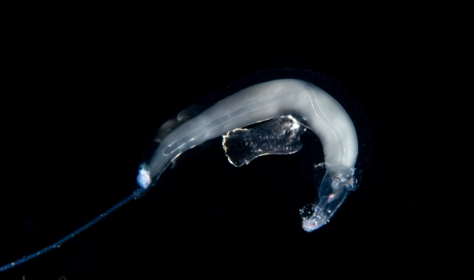 heteropod sea elephant