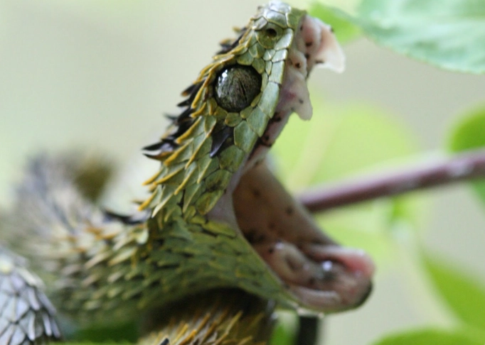 spiny bush viper bite