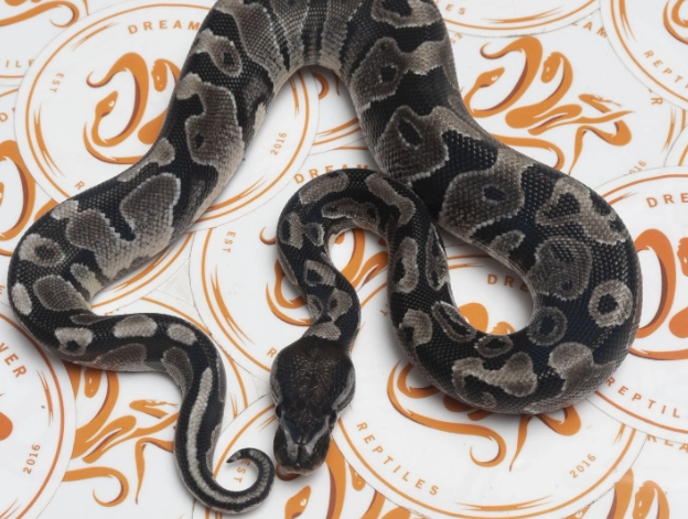 Axanthic ball python genetics