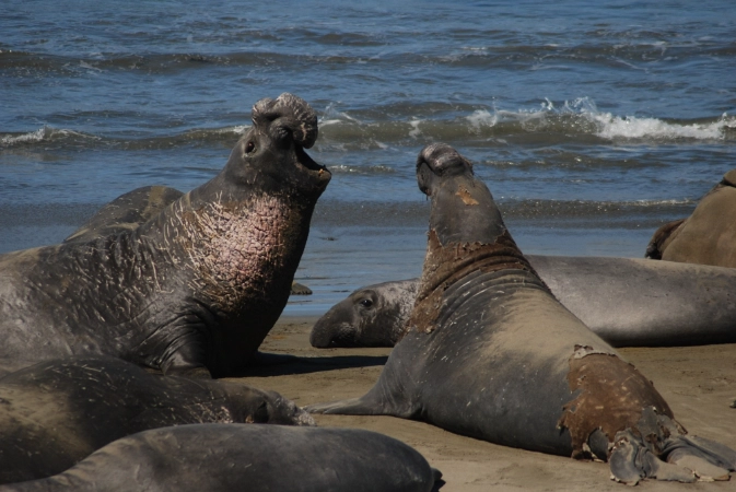 why are they called sea elephants