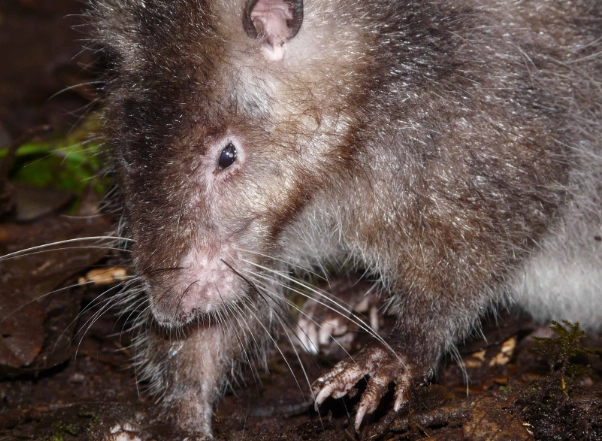 Bosavi woolly rat size