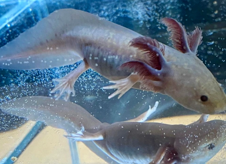 axanthic fish species