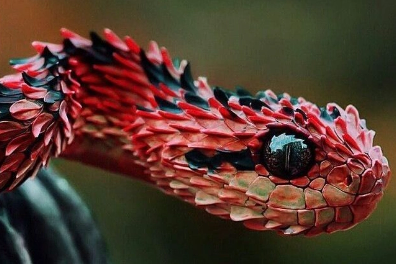 are bush vipers dangerous