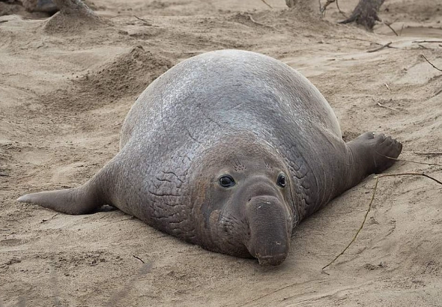 elephant seal facts