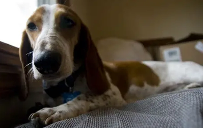 hypoallergenic basset hound mix