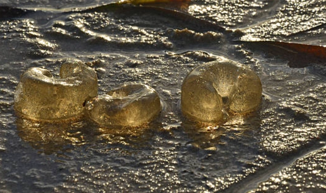 are jellyfish eggs dangerous