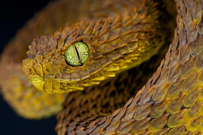 bush viper venom toxicity