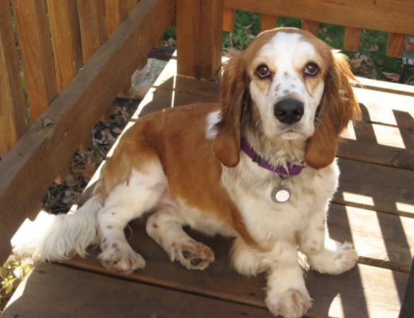 allergy friendly basset mixes