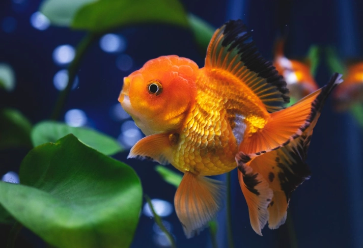 head bump on fish head bump on fish