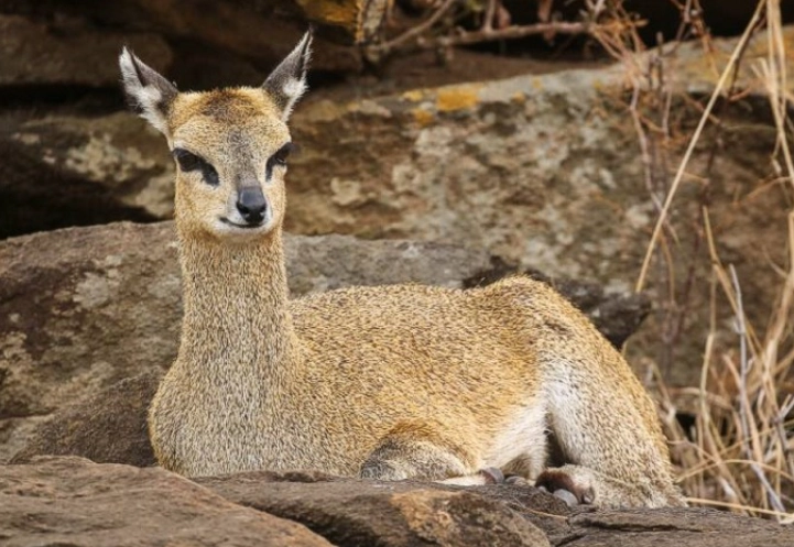 Klipspringer adaptations