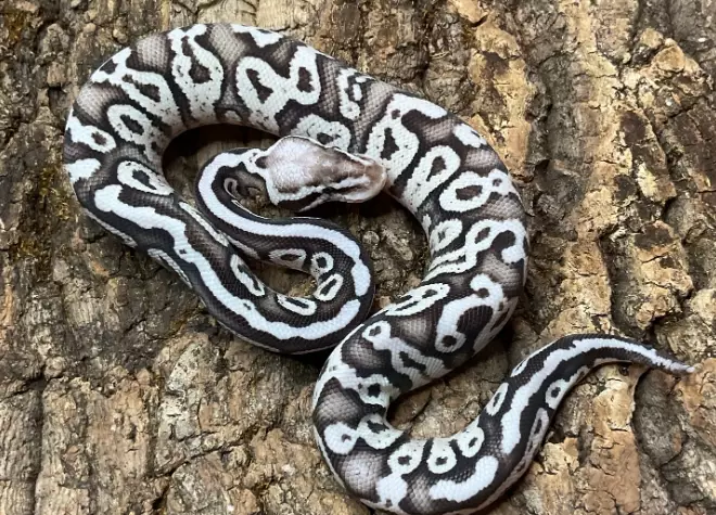 Axanthic ball python care