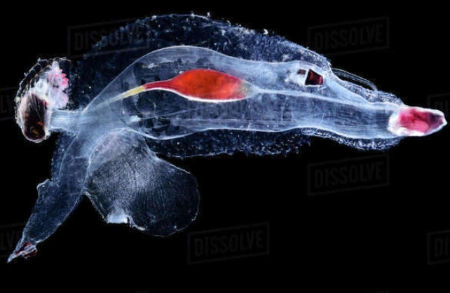 sea elephant marine snail