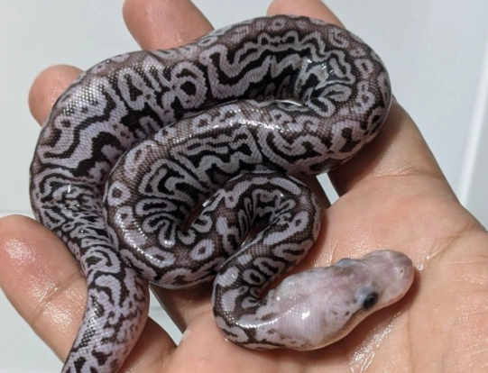 Axanthic ball python price