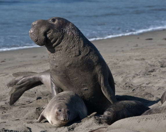 sea elephant name origin