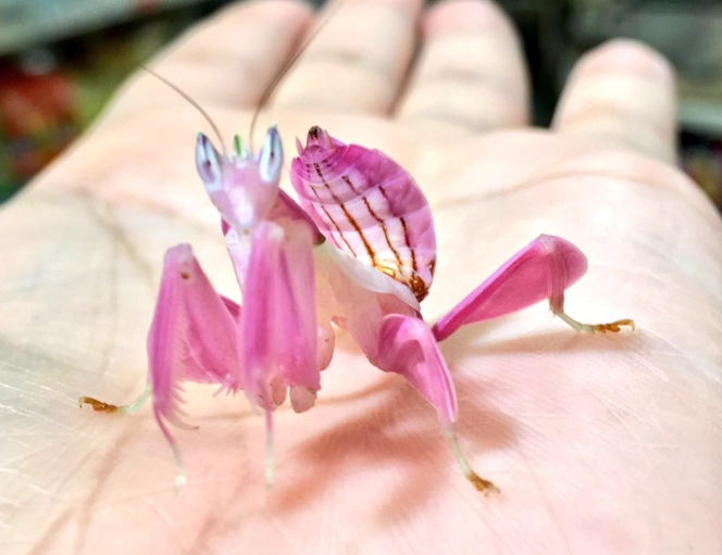 orchid praying mantis rare