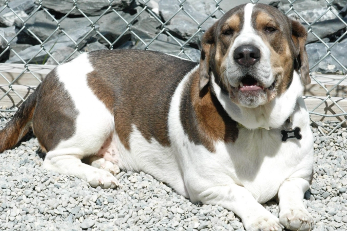 basset hound mixed breeds