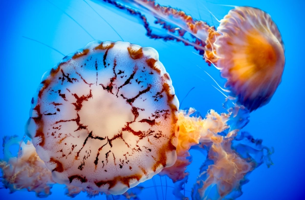 what do jellyfish eggs look like what do jellyfish eggs look like