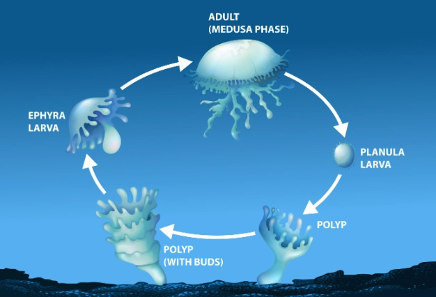 jellyfish reproduction