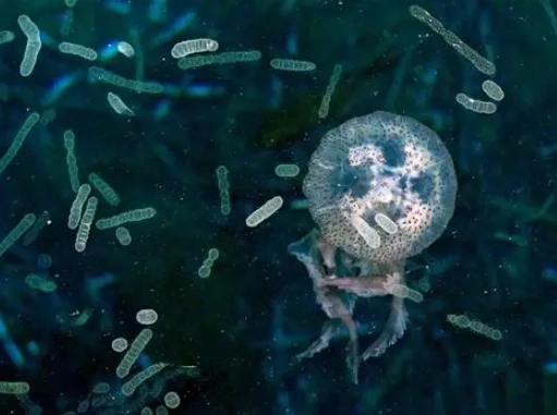 jellyfish life cycle jellyfish life cycle