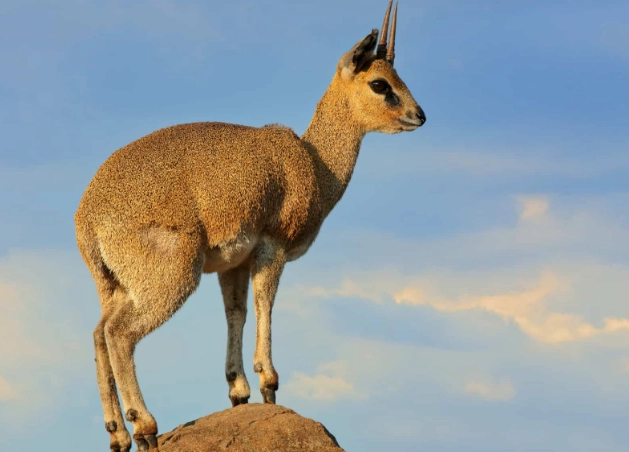 klipspringer jumping