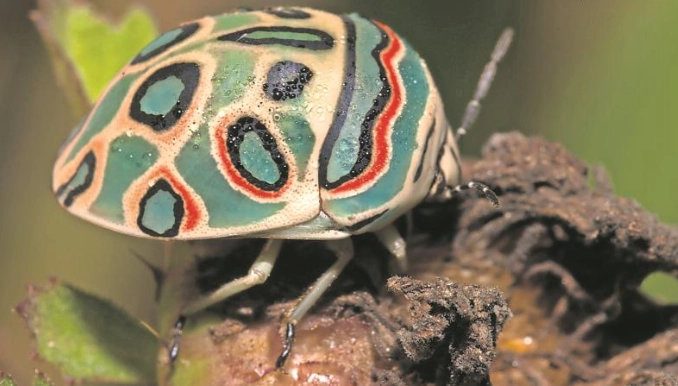 Picasso Bug dimensions