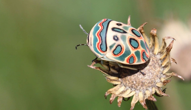 Picasso Bug size