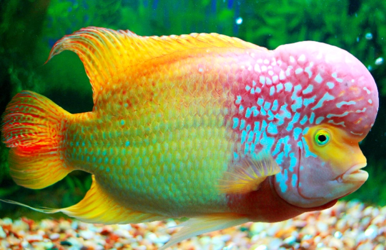 parrot fish flowerhorn compatibility