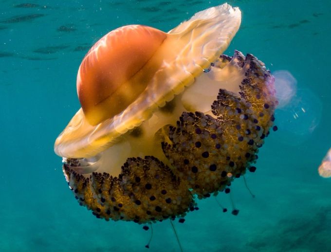 do jellyfish eat eggs do jellyfish eat eggs