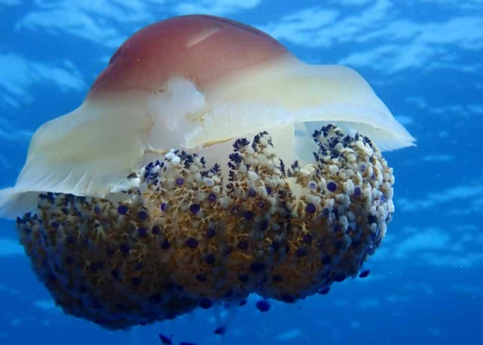 do jellyfish eat eggs do jellyfish eat eggs